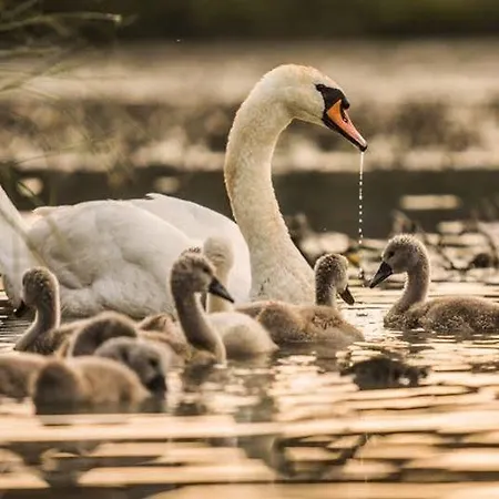 Affittacamere Benatky 3*